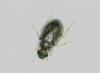 Berosus sp.